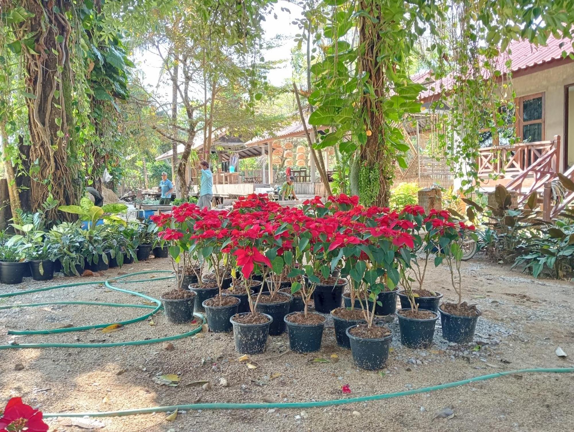 Vangvieng Ruby'Homestay Vang Vieng Εξωτερικό φωτογραφία